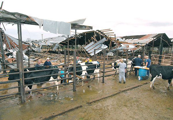 MSU Vets help out cows after storm