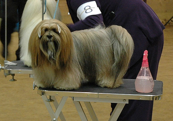 Dog Show at Horse Park