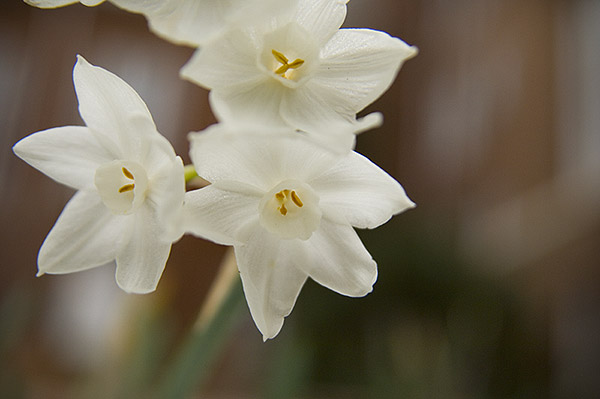 Winter Narcissus