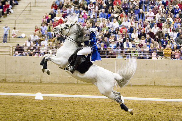 Lipizzaner Stallions