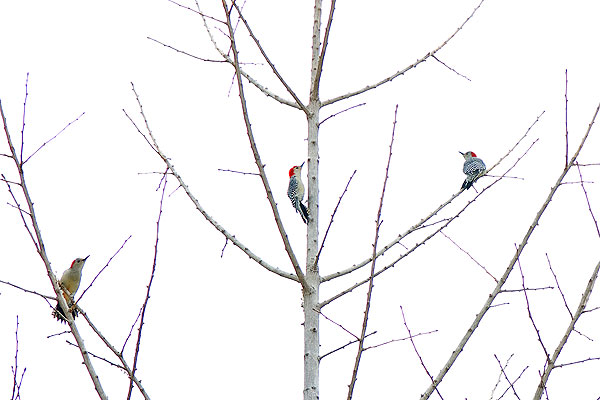 Woodpeckers enjoying the snow flurries