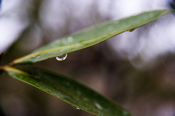 Raindrop on leaf