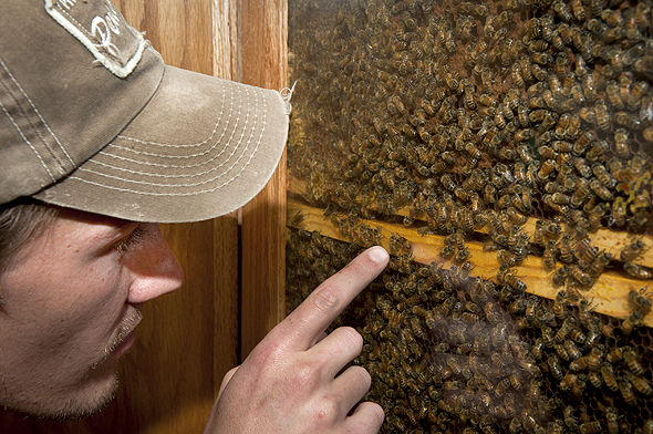 Kevin Chase, Grad Student Forest Entomology, shows off bees