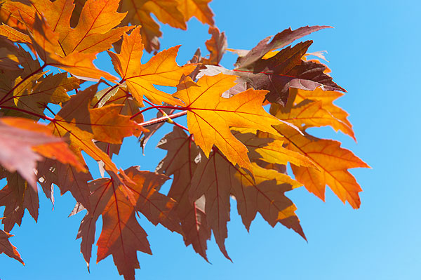 Fall foliage with a blue sky