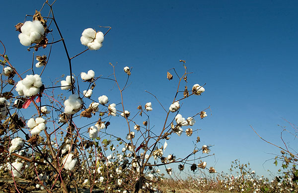 Research cotton