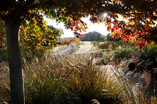 Fall leaves near Ruby Hall