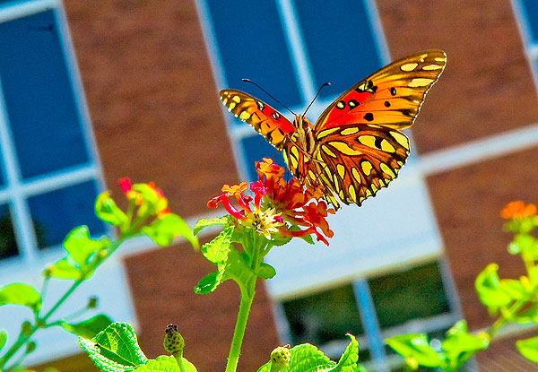 Butterfly on flower in front of Fountain