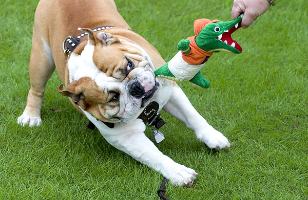 Bully beats Gator--football triumph