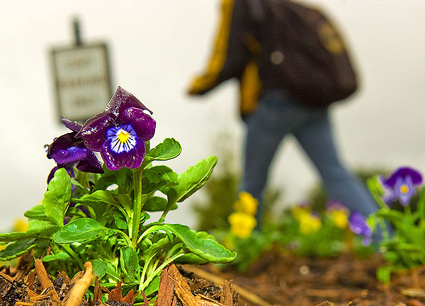 flower in the rain