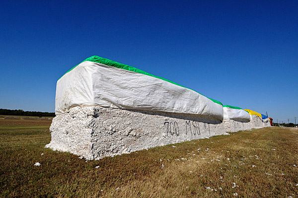 North Farm Cotton Harvest