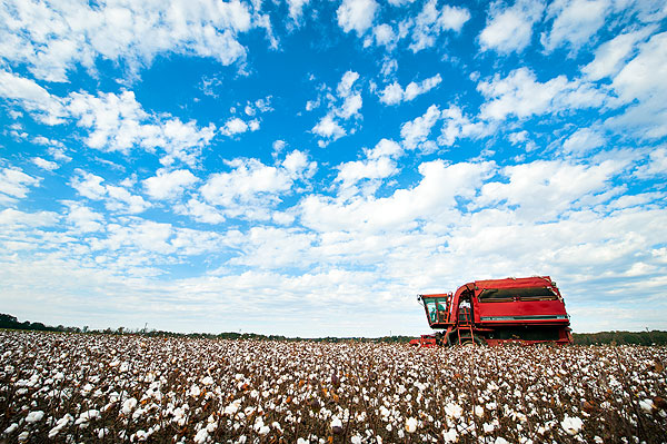 Picking Cotton at the R.R. Foil Research Center