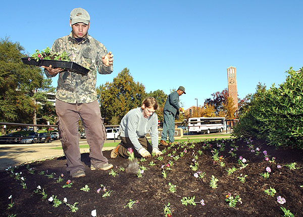 Planting pansies in front of Colvard Union