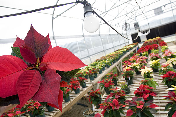 Poinsettia trials