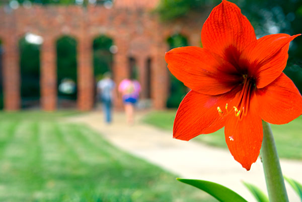 Red Flower by Chapel