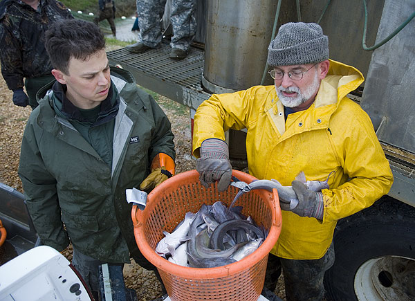 Tagging catfish at South Farm for Katrina