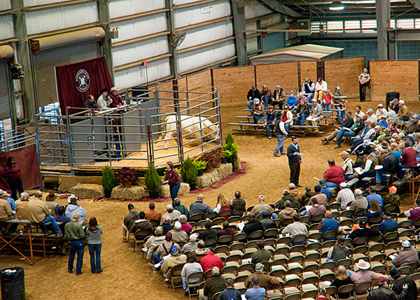 MAFES Bovine Sale