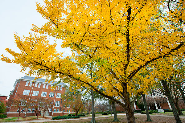 Gingko tree near Allen Hall shows off its colors