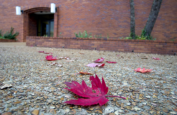 Fall leaves outside McCool