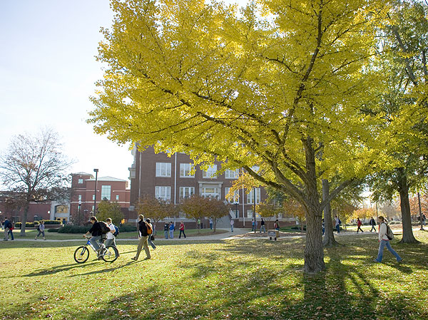 Ginkgo tree frames up students walk to class