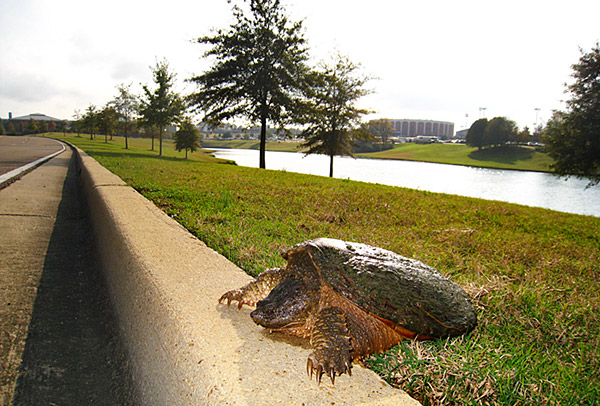 Turtle Crossing--Chadwick Lake