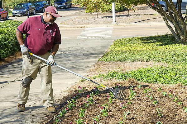 Planting Pansies