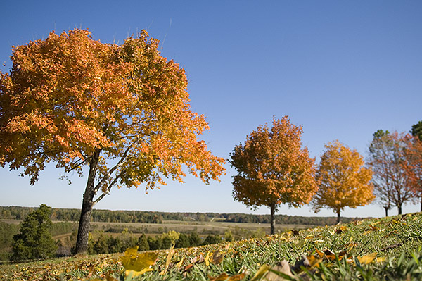 North Farm Fall Foliage