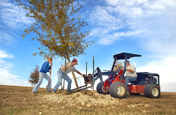 Planting Willow trees at north entrance