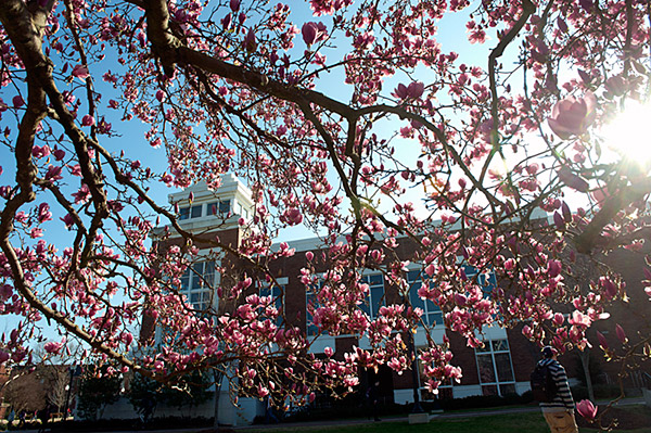 Pink Japanese Magnolia near the Student Union