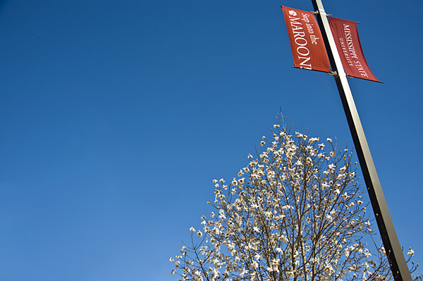 Japanese Magnolia tree and MSU Banner