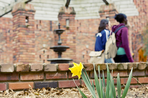 Chapel daffodil