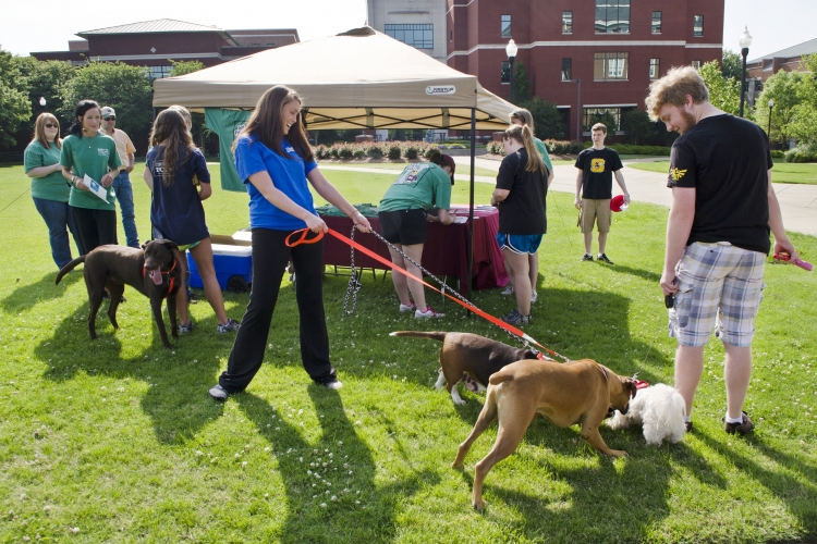 Dog Walk by CVM