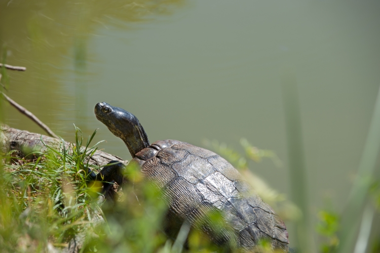 Turtle sunning