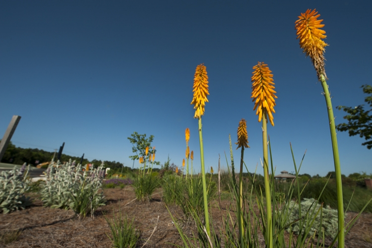 North Farm Research Demonstration Garden