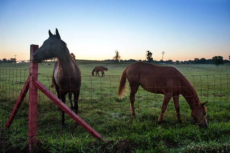 Horses on South Farm