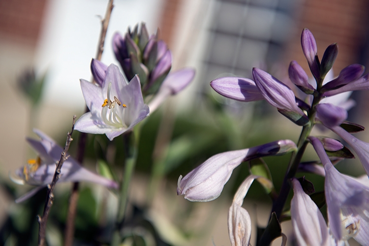 Hosta patriot