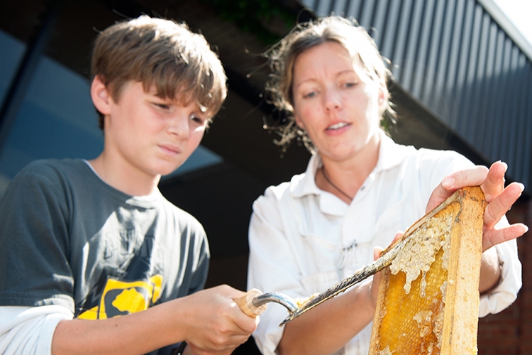 Honey extraction for bug camp