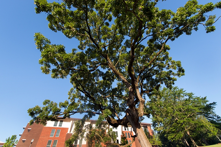 Oak Tree