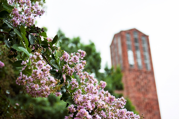 Crape Myrtles in front of Chapel