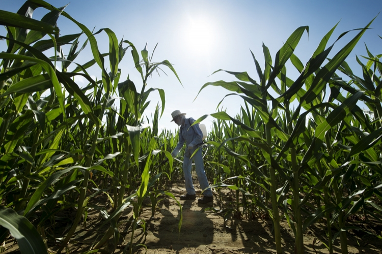 North Farm Corn Research