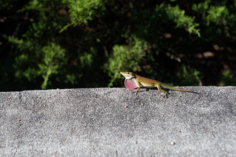 Lizard showing off