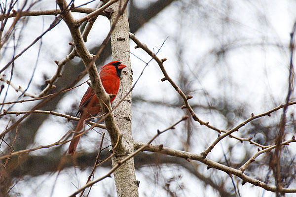 Redbird waiting for Spring