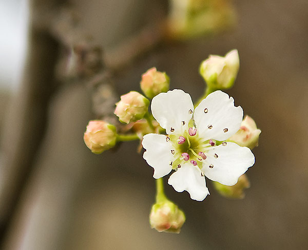 Tree Blossom by Swalm