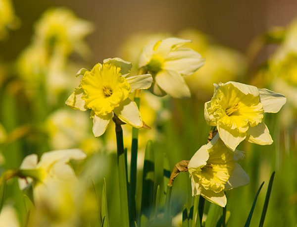 Spring daffodils