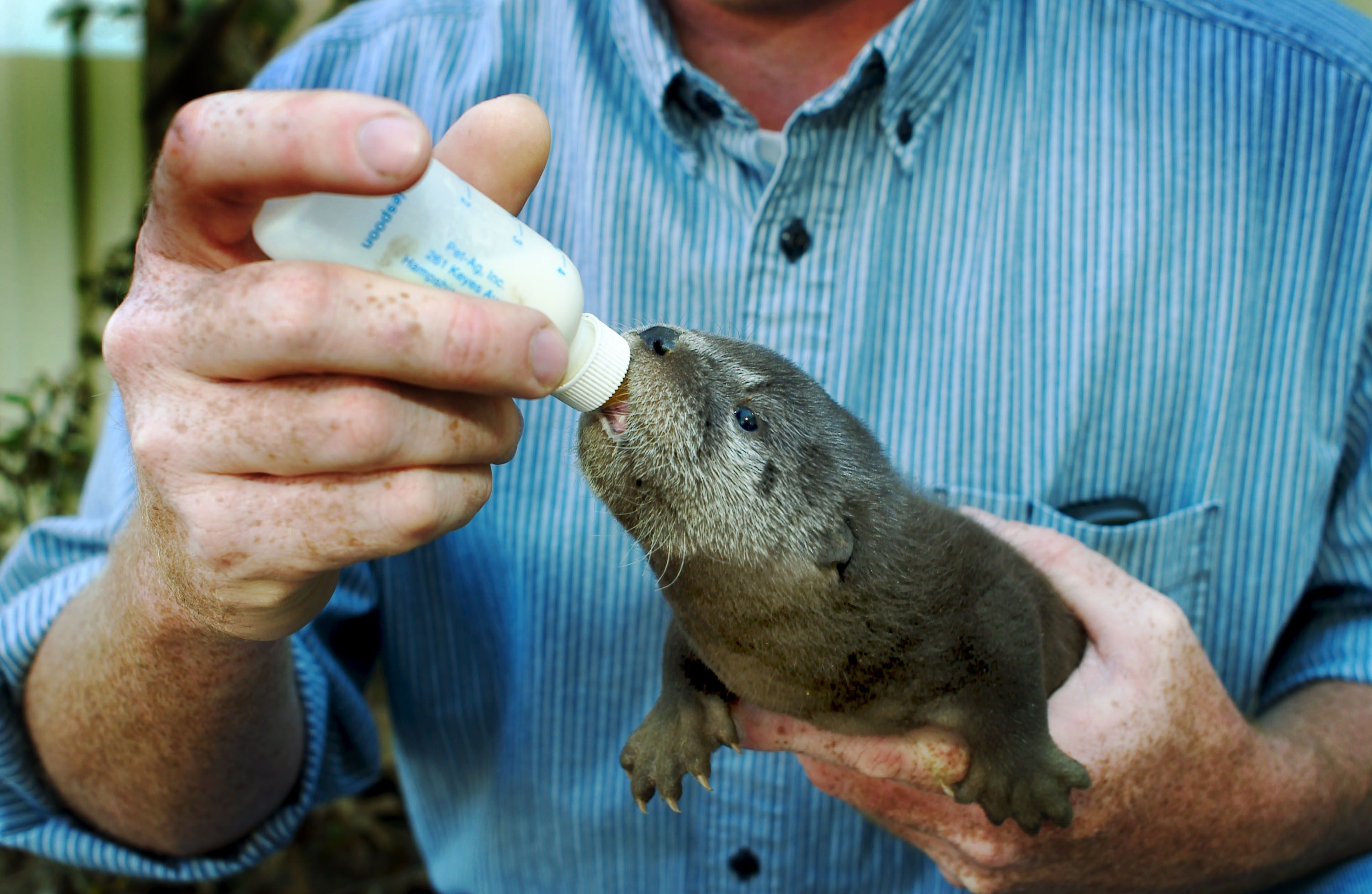 Baby otter drinks from bottle