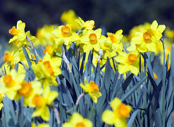 Daffodils near intramural tennis courts