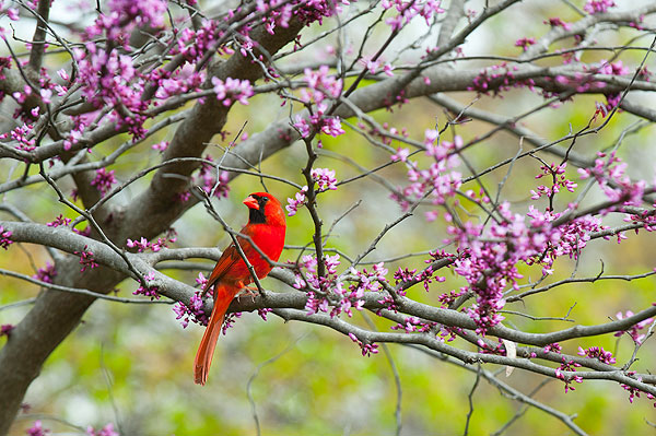 Cardinal in blooming tree near Chapel