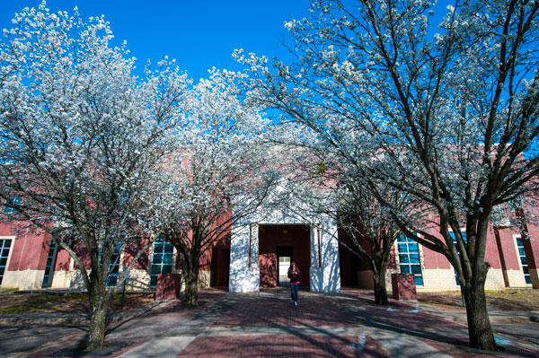 Flowering Pear trees at Research Park