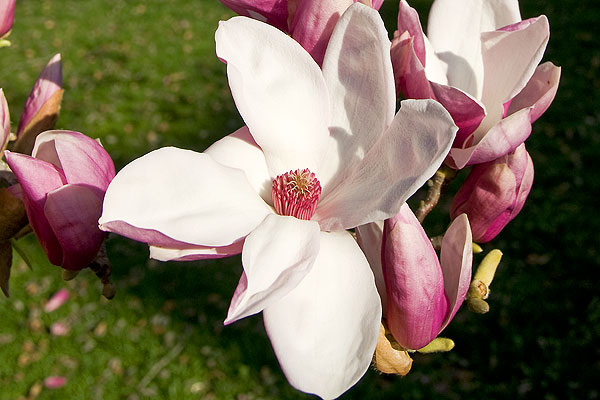 Japanese Magnolia Bloom