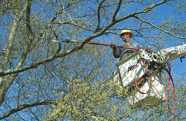 Tree Trimming on the Drill Field