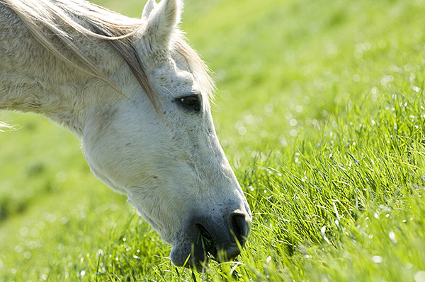 Tasty South Farm Grass